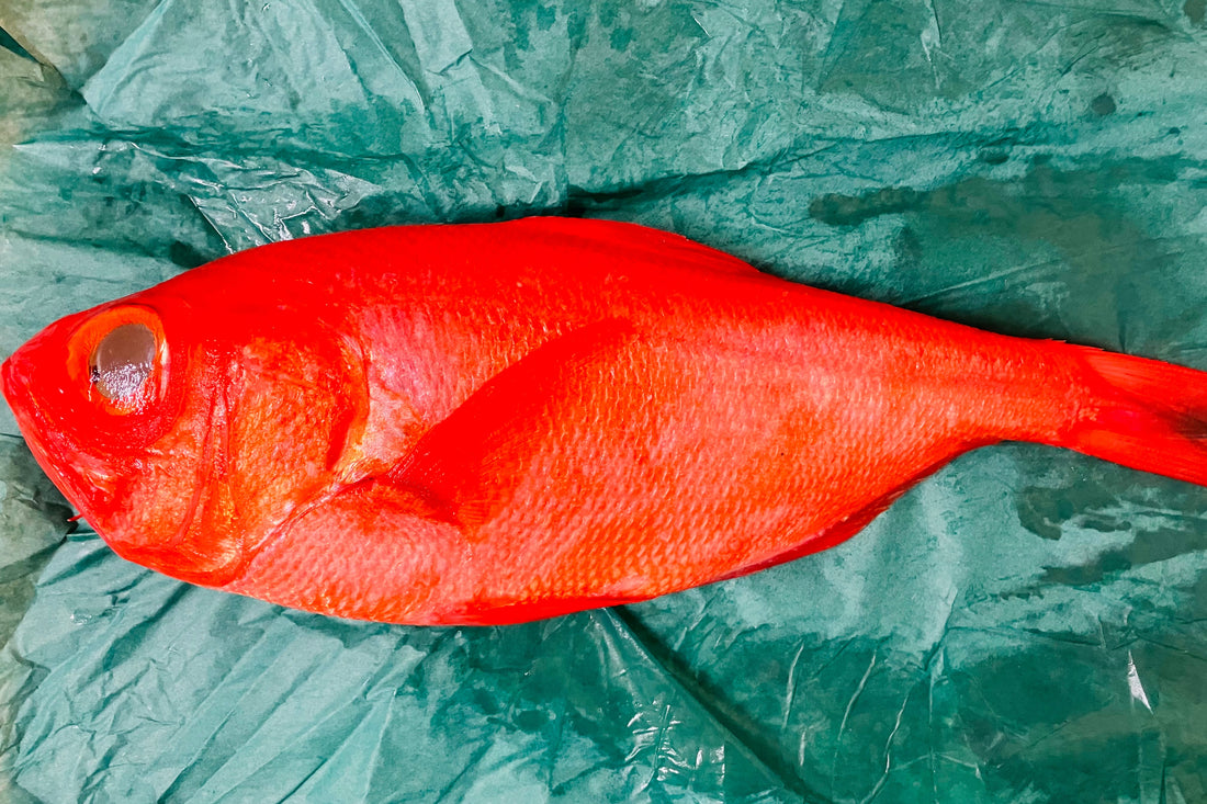 Fresh Sashimi-grade Ji-Kinmedai 3LBs