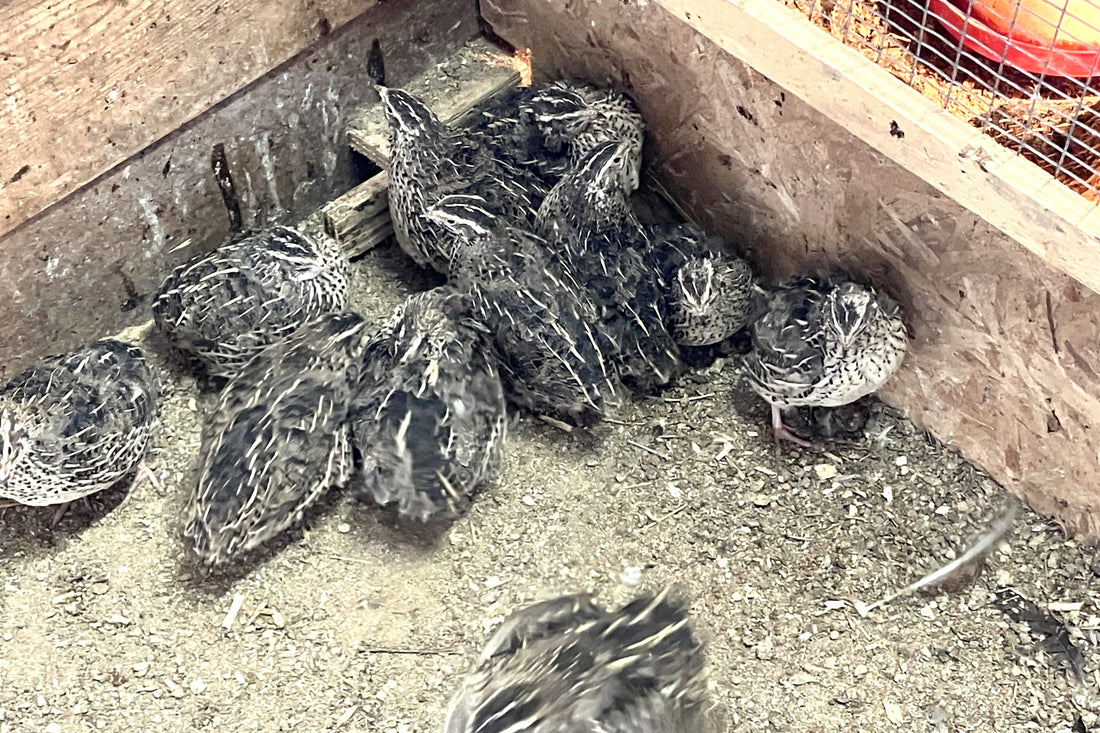 新鲜鹌鹑蛋 1.5打